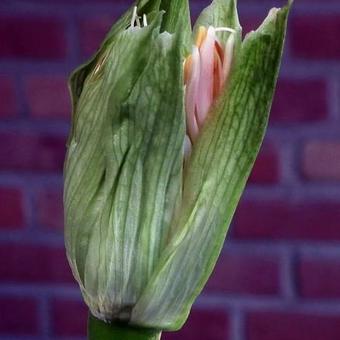 Scadoxus multiflorus subsp. katharinae