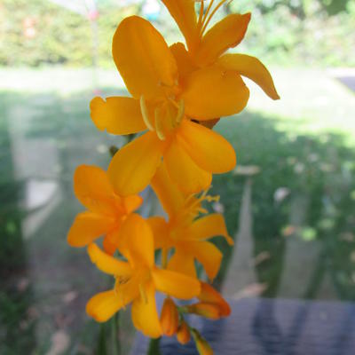 Crocosmia 'Paul's Best Yellow' - 