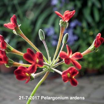 Pelargonium ardens