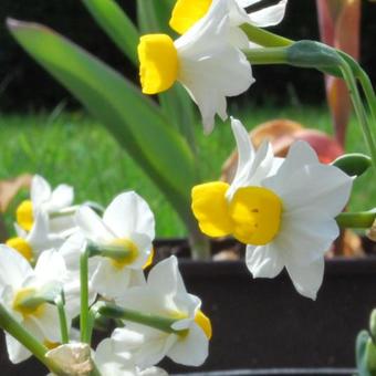 Narcissus canaliculatus