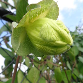 Cobaea scandens