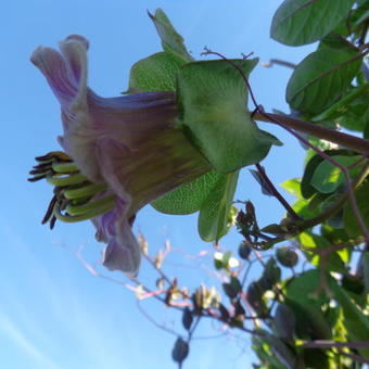 Cobaea scandens