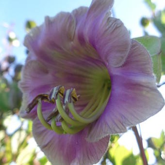 Cobaea scandens