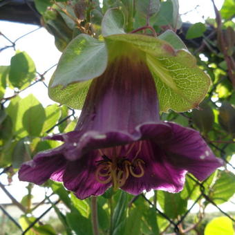 Cobaea scandens