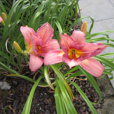 Hemerocallis 'Cedar Waxwing' - 