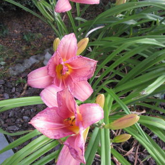 Hemerocallis 'Cedar Waxwing'