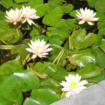 Nymphaea 'Colorado'