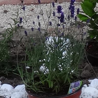 Lavandula officinalis - 