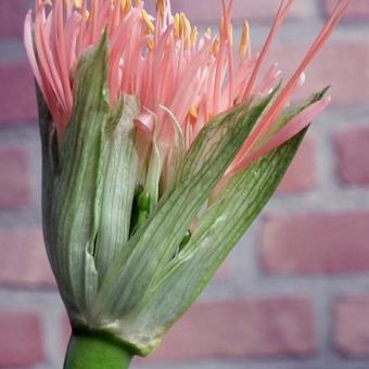 Scadoxus multiflorus subsp. katharinae