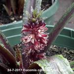 Eucomis comosa 'Dark Star' - 