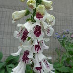 Digitalis purpurea 'Pam's Split' - 