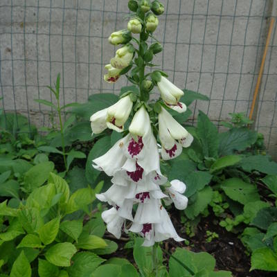 Digitalis purpurea 'Pam's Split' - 