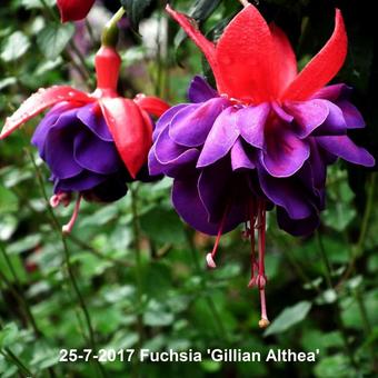 Fuchsia 'Gillian Althea'