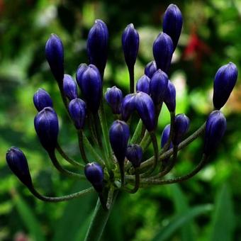 Agapanthus 'Black Buddhist'