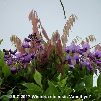 Wisteria sinensis 'Amethyst' - 