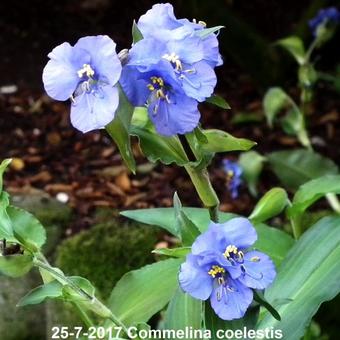 Commelina coelestis