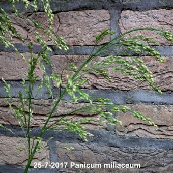 Panicum miliaceum