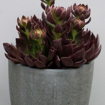 Echeveria 'Black Prince'