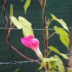 Ipomoea nil 'Scarlett O'Hara' - 