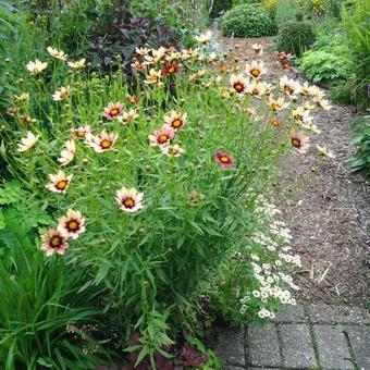 Coreopsis 'Redshift'