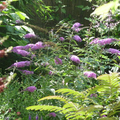 Buddleja davidii 'Sophie' - 