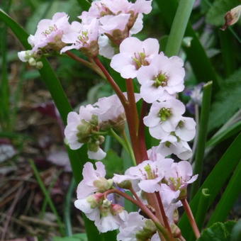 Bergenia 'Nebellicht'