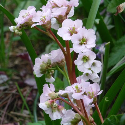 Bergenia 'Nebellicht' - 