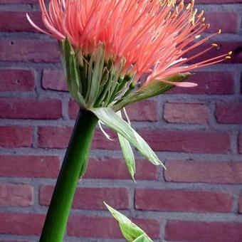 Scadoxus multiflorus subsp. katharinae