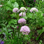 Allium senescens subsp. montanum 'Summer Beauty' - 