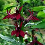 Lobelia x gerardii 'Ruby Slippers' - 