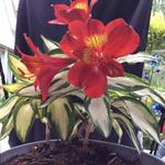 Alstroemeria 'Rock'n Roll' - 