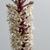 Eucomis humilis 'Twinkle Stars'