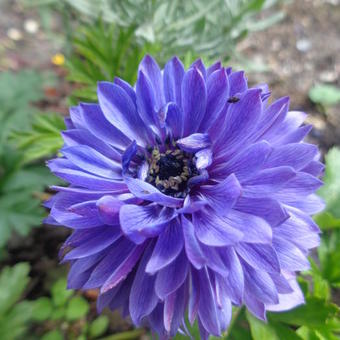 Anemone coronaria Double