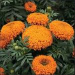 Tagetes erecta - Aufrechte Studentenblume