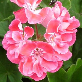 Pelargonium 'Fanny Eden'