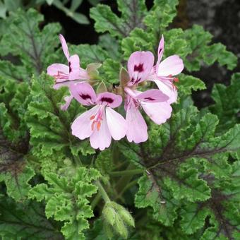 Pelargonium 'Royal Oak'