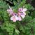 Pelargonium 'Royal Oak'