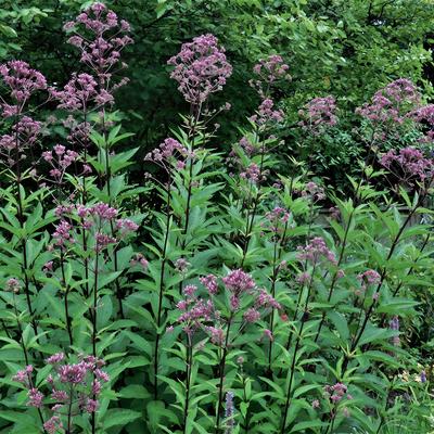 Eupatorium maculatum 'Atropurpureum' - Eupatorium maculatum 'Atropurpureum'