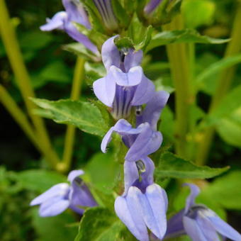 Lobelia siphilitica