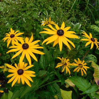 Rudbeckia fulgida var. sullivantii 'Goldsturm'