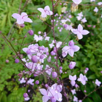 Thalictrum delavayi