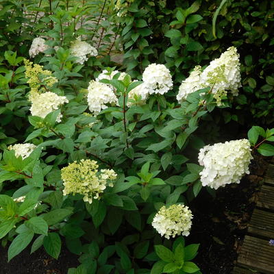 Hydrangea paniculata 'Vanille Fraise' - Hydrangea paniculata 'Vanille Fraise'