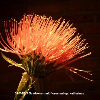 Scadoxus multiflorus subsp. katharinae