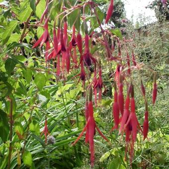 Fuchsia magellanica