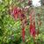 Fuchsia magellanica