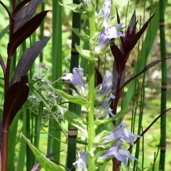 Lobelia siphilitica