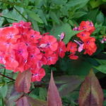 Phlox paniculata 'Orange Perfection' - 