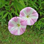 Convolvulus arvensis - Acker-Winde