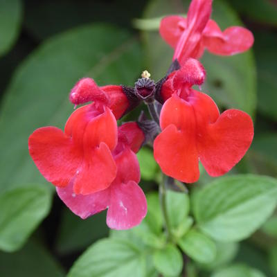 Salvia 'Royal Bumble' - Salvia 'Royal Bumble'