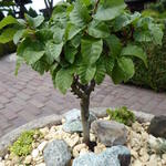 Fagus sylvatica 'Asterix' - 